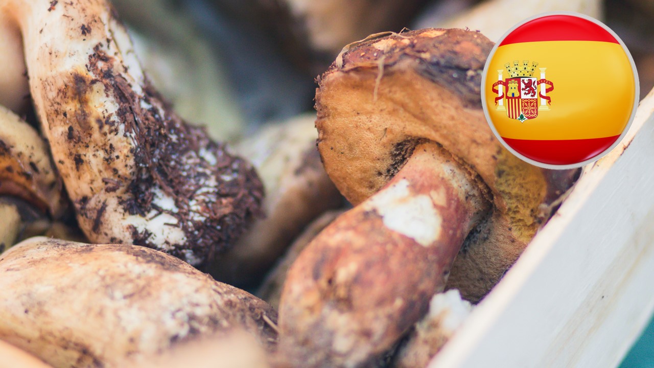 Incorporación de subproductos de hongos comestibles, fermentados y no fermentados, en productos alimenticios: un enfoque sostenible para el enriquecimiento nutricional