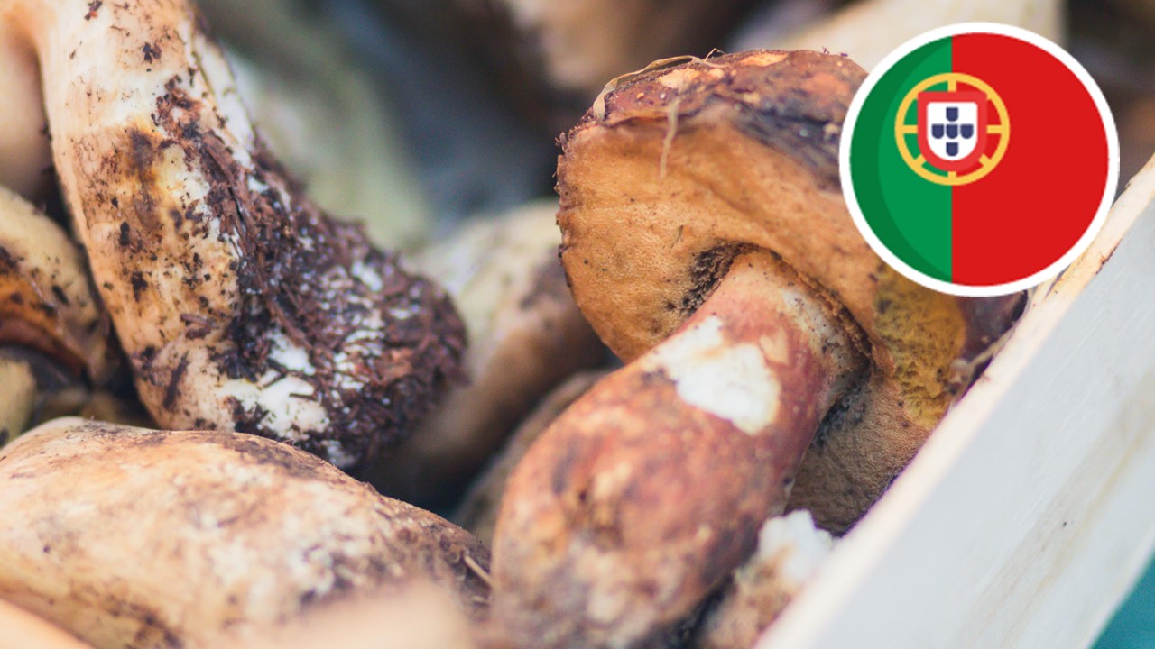 Incorporação de subprodutos de cogumelos comestíveis, fermentados e não fermentados, em produtos alimentares: uma abordagem sustentável para o enriquecimento nutricional