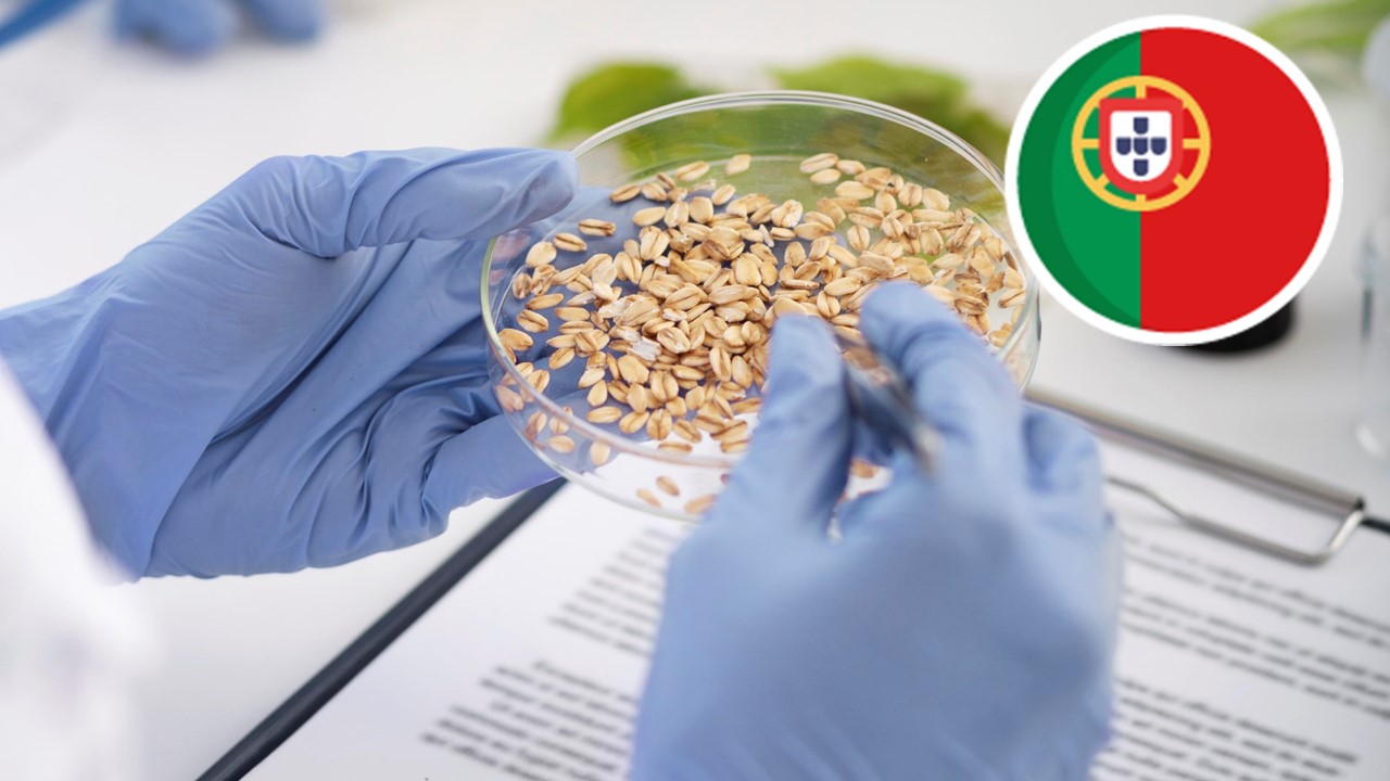 Exploração sustentável de lentilhas como extensores de carne à base de plantas com propriedades fisico-quimicas e tecnofuncionais melhoradas 